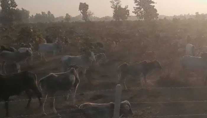 बाराबंकी: गौशाला में क्षमता से अधिक रखे गए मवेशी, भूख प्यास से मवेशी परेशान; ग्राम प्रधान ने खड़े किए हाथ