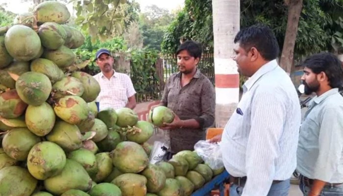 बाराबंकी: डेंगू बढ़ते ही नारियल पानी की डिमांड बढ़ी, कीमतों में आया जबरदस्त उछाल, कीवी के भी दाम हुए दोगुने