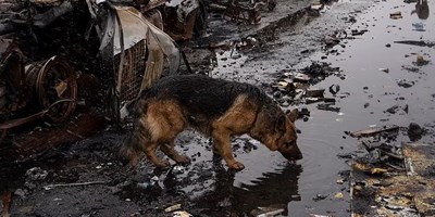 यूक्रेन पर हमले का 41वां दिन: बोरोड्यांका शहर में हालात नरसंहार सहने बाले बुचा से भी बदतर, मायकोलाइव पर रूसी हमले में 10 की मौत, 46 घायल