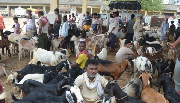 बाराबंकी में बकरीद की तैयारियां तेज: शहर से लेकर कस्बों तक सजे बाजार, सुल्तान बकरा बना आकर्षण का केंद्र