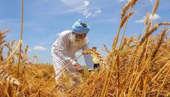 गेहूं पर सरकार के इस फैसले से क्या आटा सस्ता हो जाएगा?