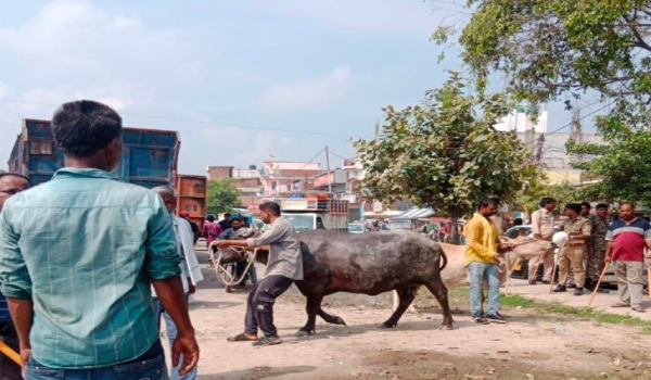 भैंसों की नीलामी के विरोध में सड़क जाम, सपा नेता अनीस राजा समेत 11 पर एफआईआर